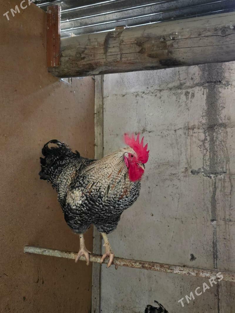 Xoroz Daminat - Ашхабад - img 3