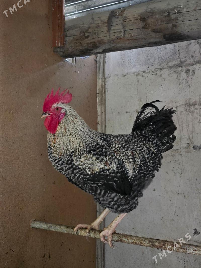 Xoroz Daminat - Ашхабад - img 2