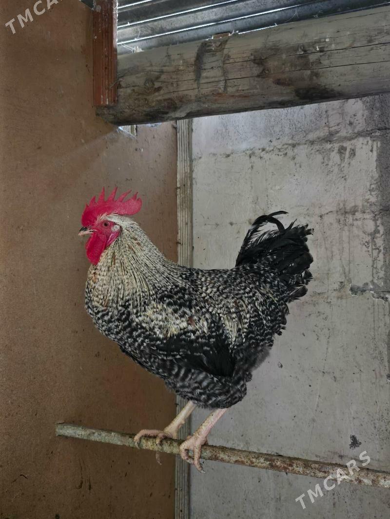 Xoroz Daminat - Ашхабад - img 1