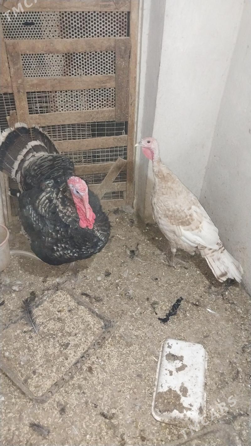 INDUK - Tejen - img 4