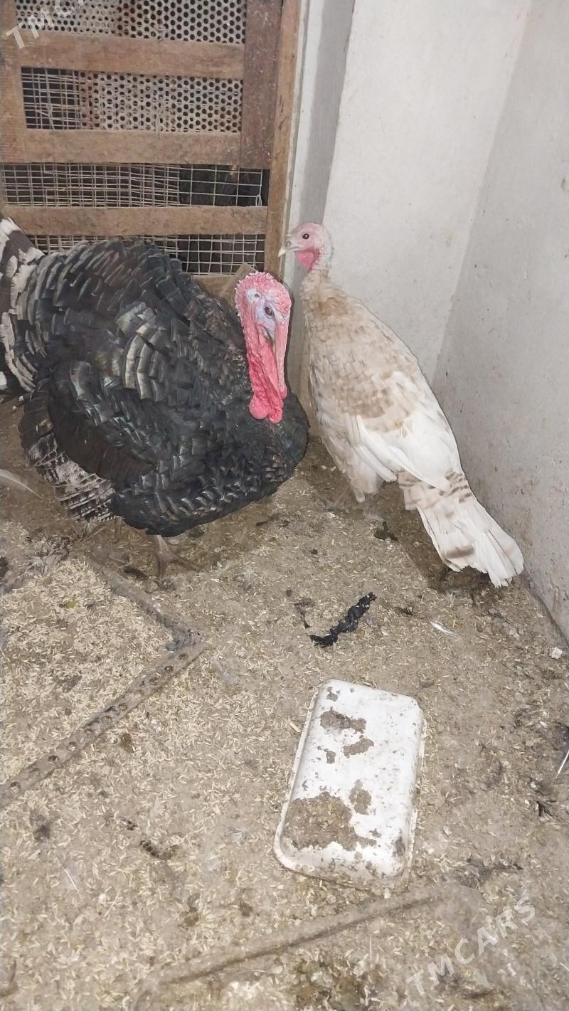 INDUK - Tejen - img 2