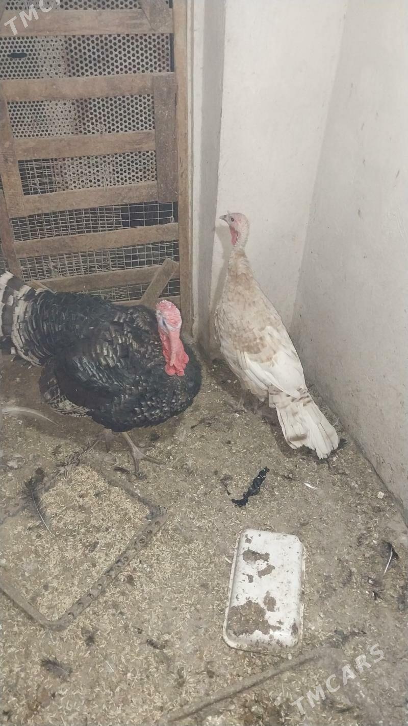 INDUK - Tejen - img 3