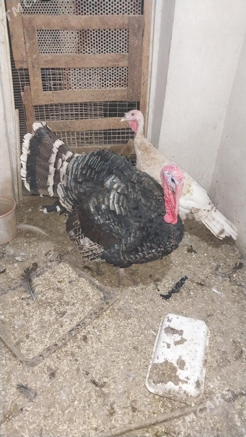 INDUK - Tejen - img 1