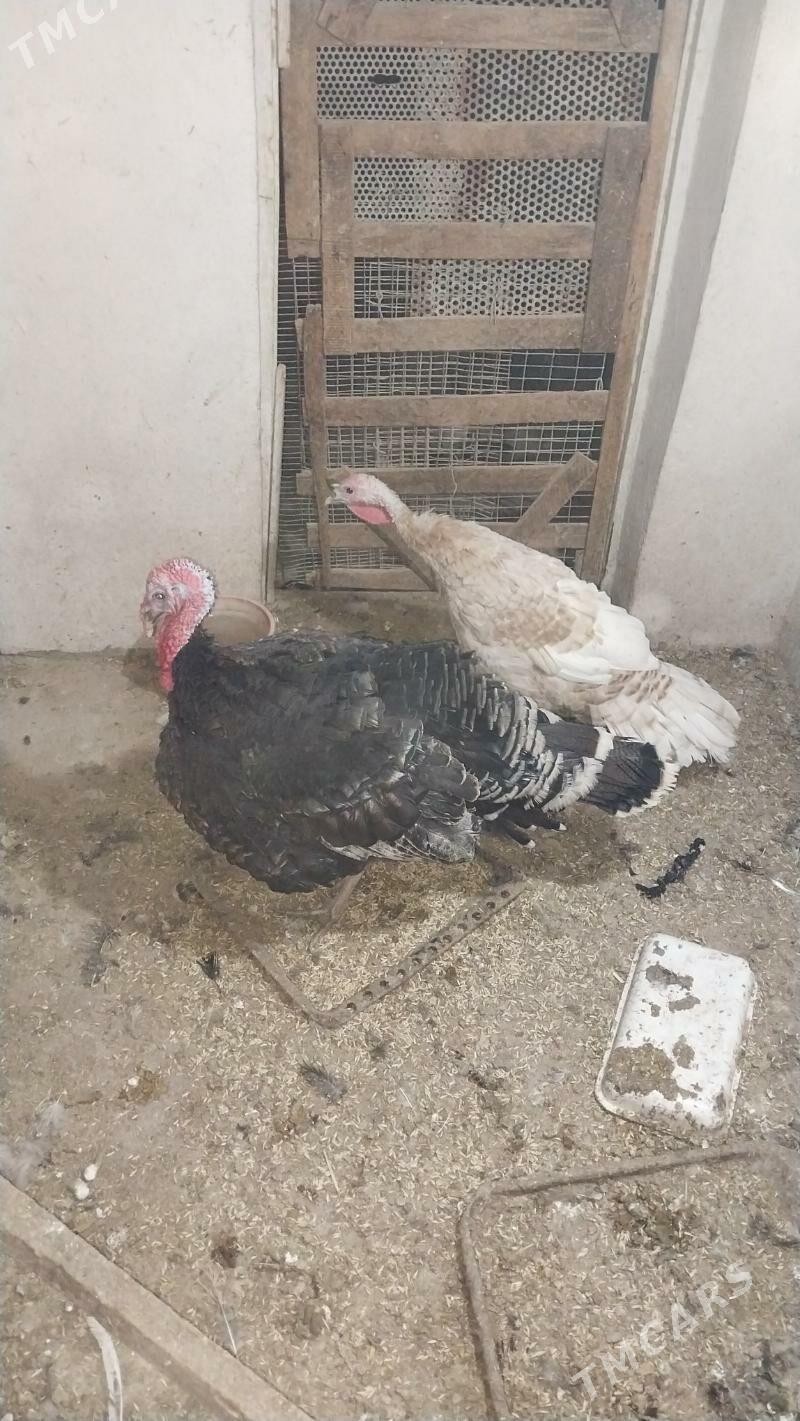 INDUK - Tejen - img 5