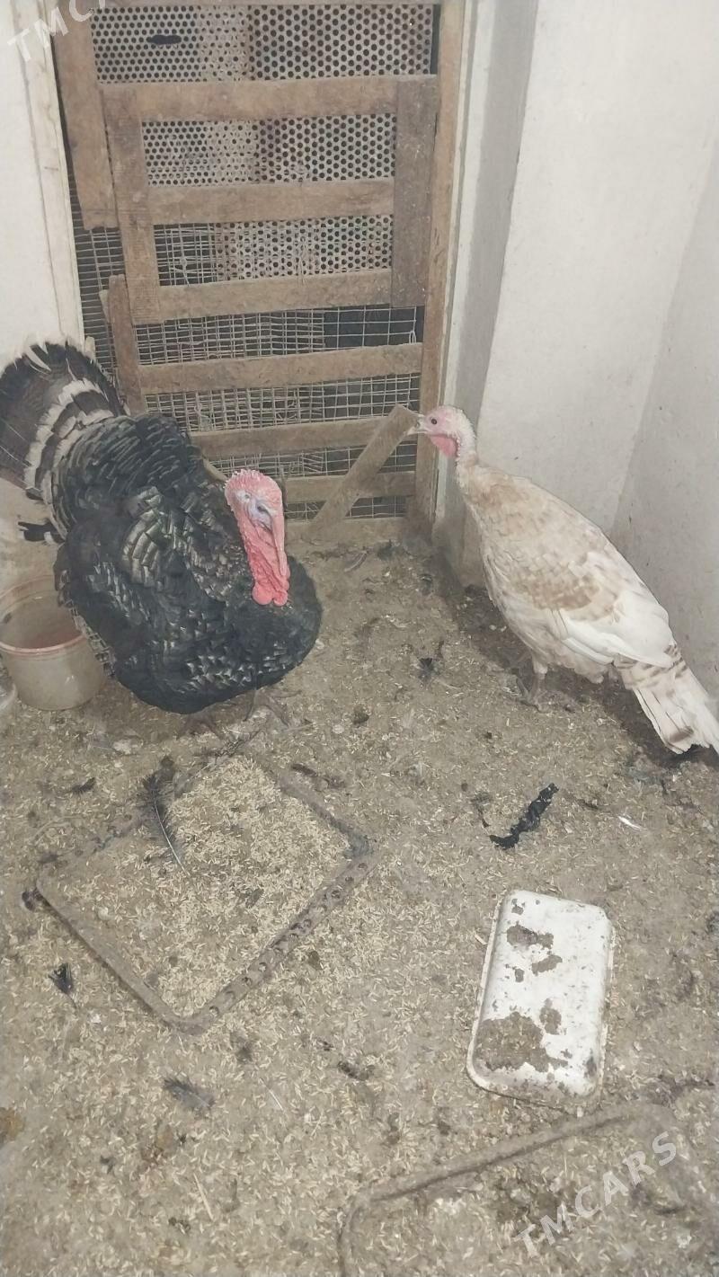 INDUK - Tejen - img 6