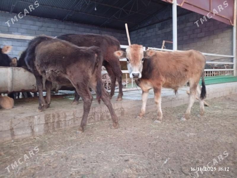 Şwes Göleler - Herrikgala - img 3