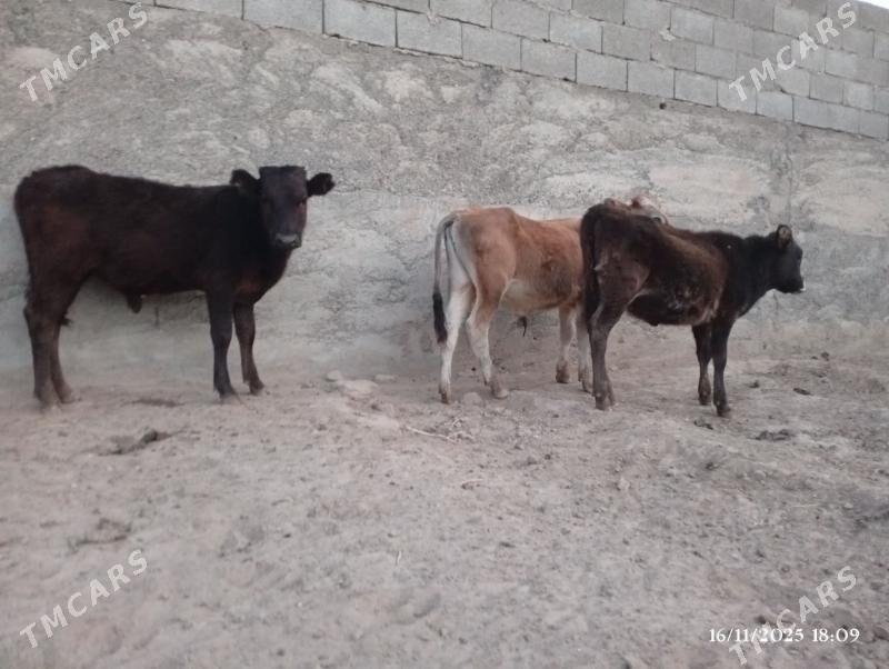 Şwes Göleler - Herrikgala - img 6