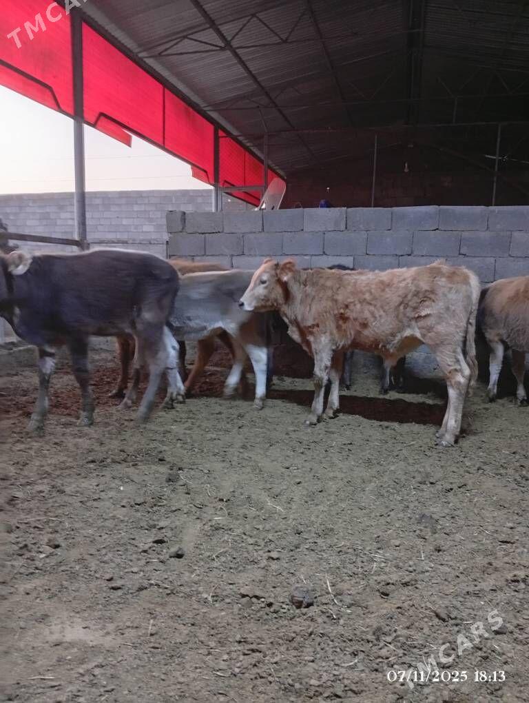 Şwes Göleler - Herrikgala - img 8