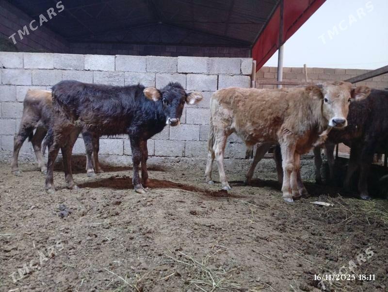 Şwes Göleler - Herrikgala - img 7