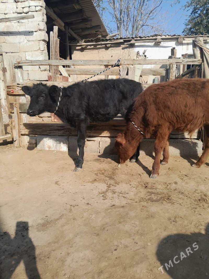 tüwe - Köşi - img 2