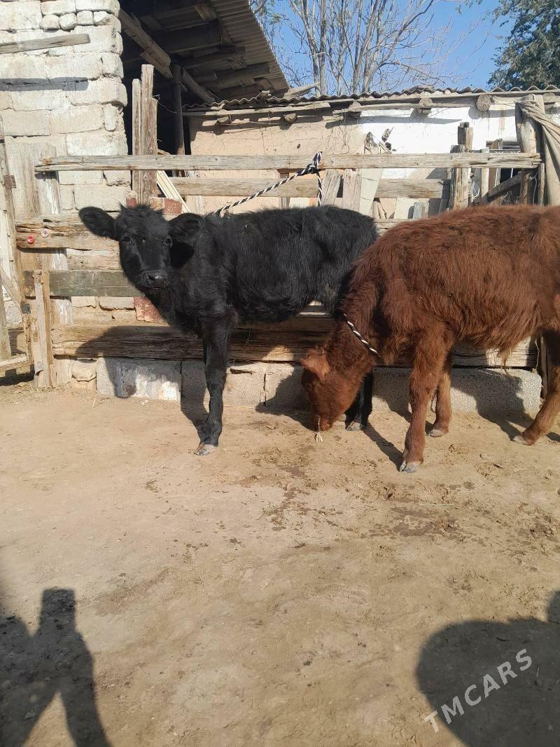 tüwe - Köşi - img 3