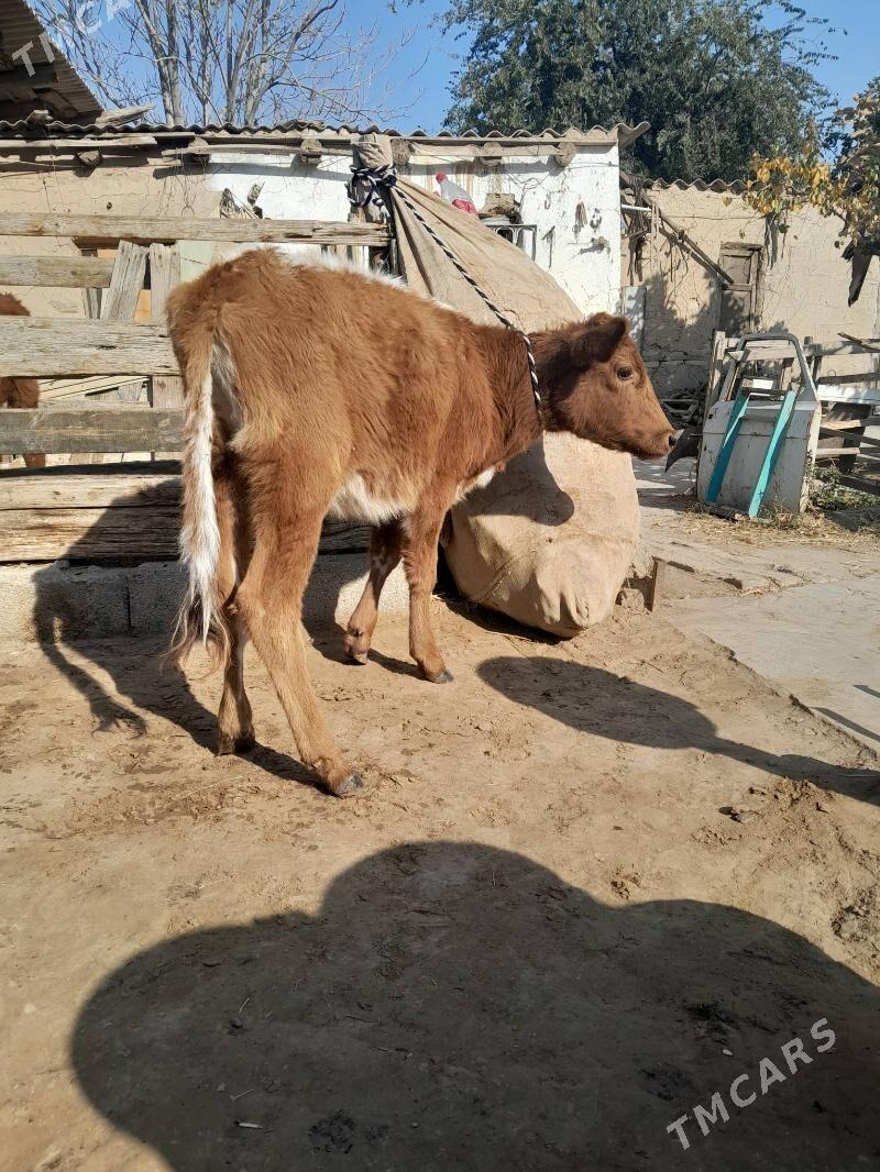 tüwe - Köşi - img 1