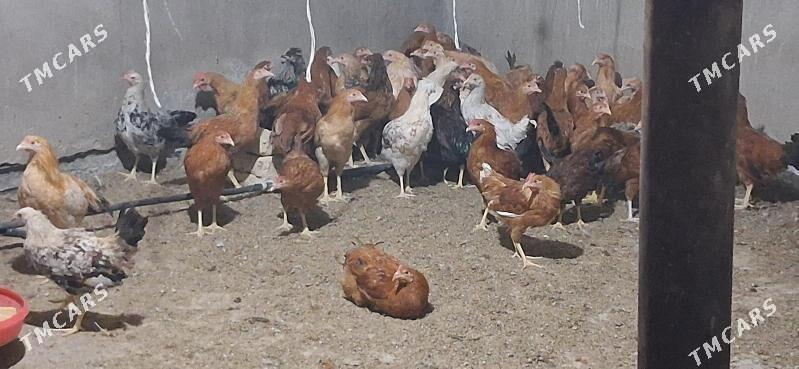 Towuk juyje horaz - Babadaýhan - img 1