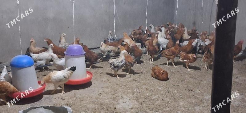 Towuk juyje horaz - Babadaýhan - img 2