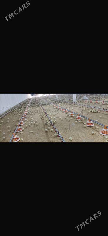 Satlyk ferma - Gökdepe - img 6