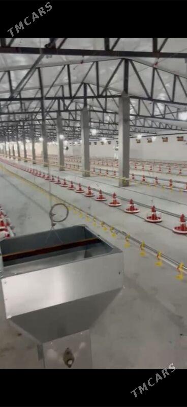 Satlyk ferma - Gökdepe - img 5