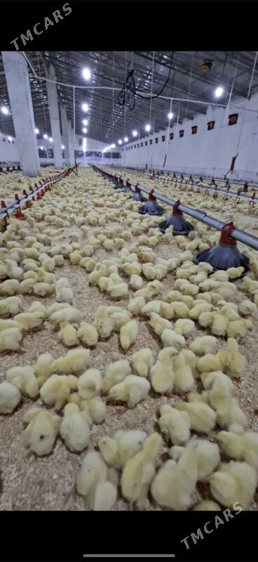 Satlyk ferma - Gökdepe - img 3