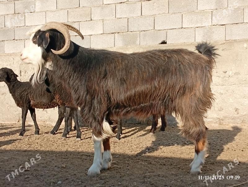 Semiz Geçi - Herrikgala - img 2