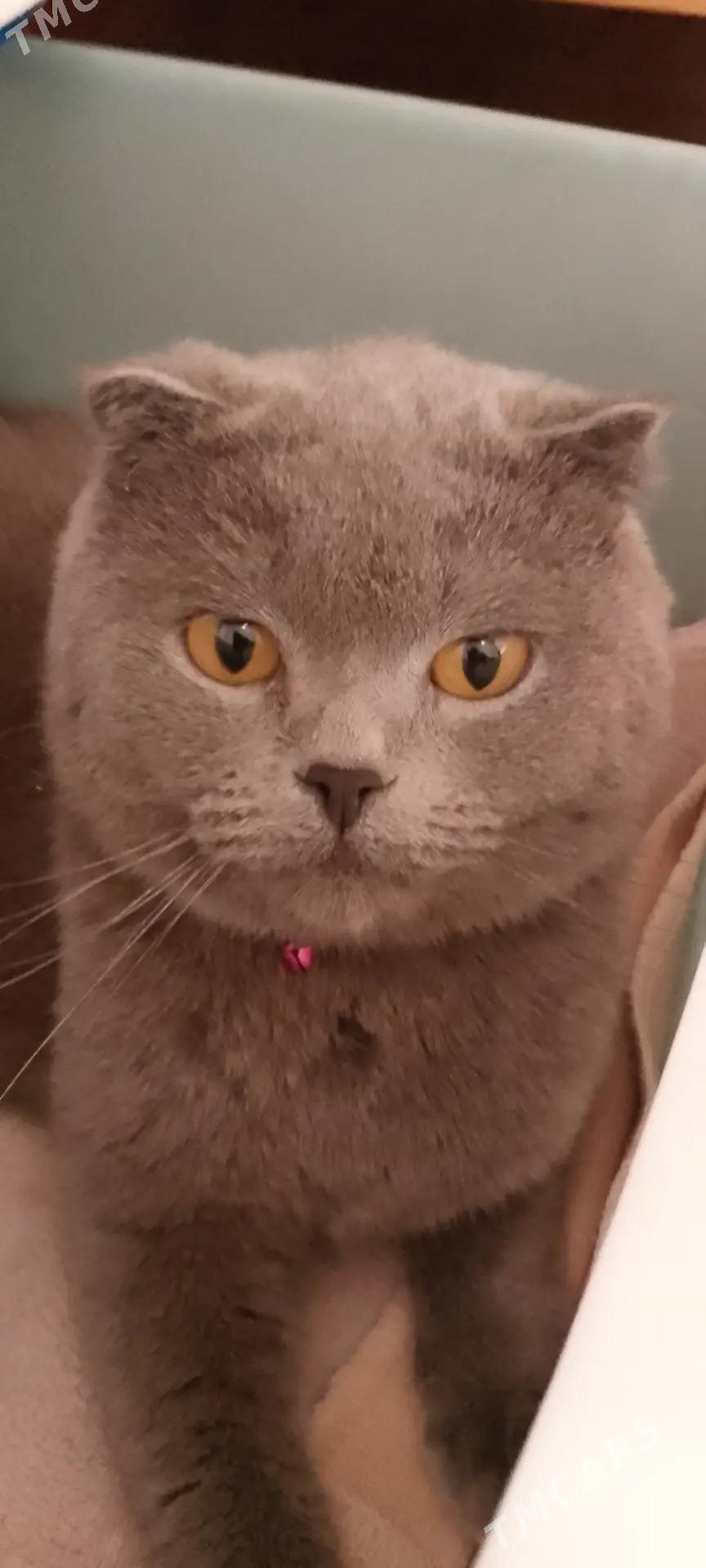 кошка - Туркменабат - img 5