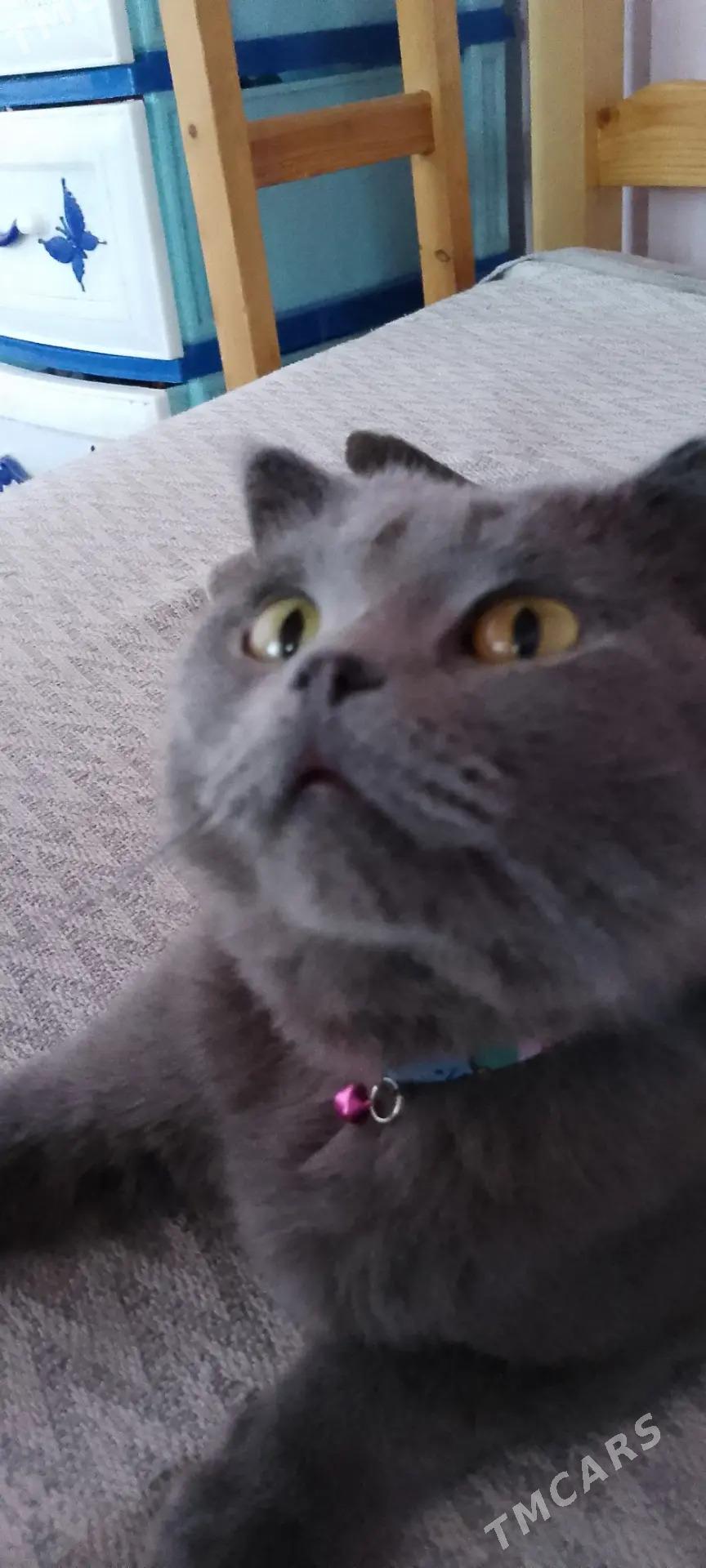 кошка - Туркменабат - img 2