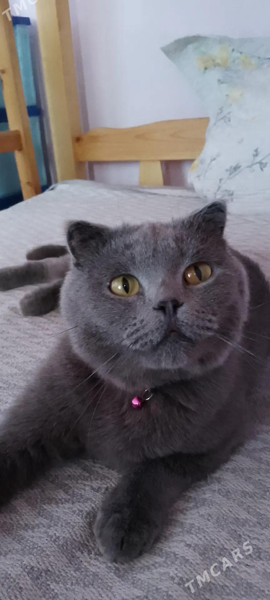 кошка - Туркменабат - img 1