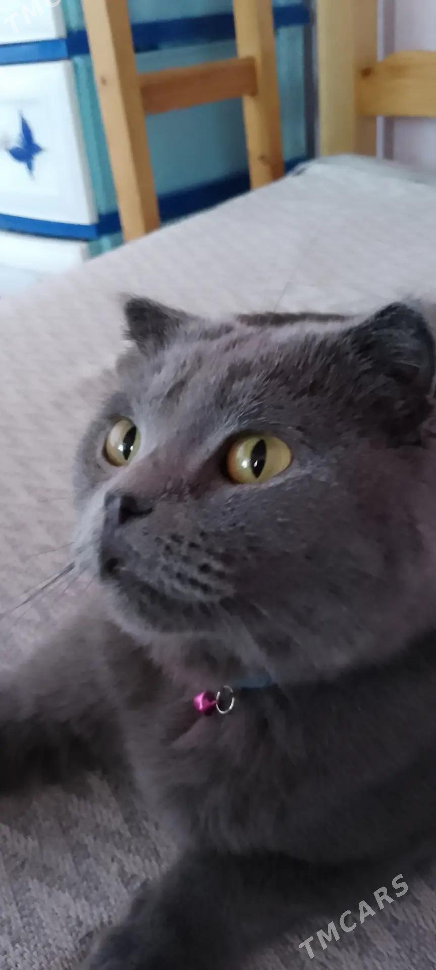 кошка - Туркменабат - img 3