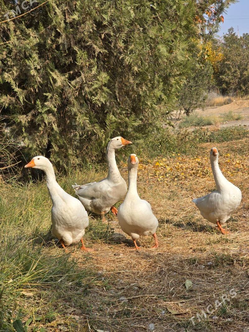 Gus - Aşgabat - img 3