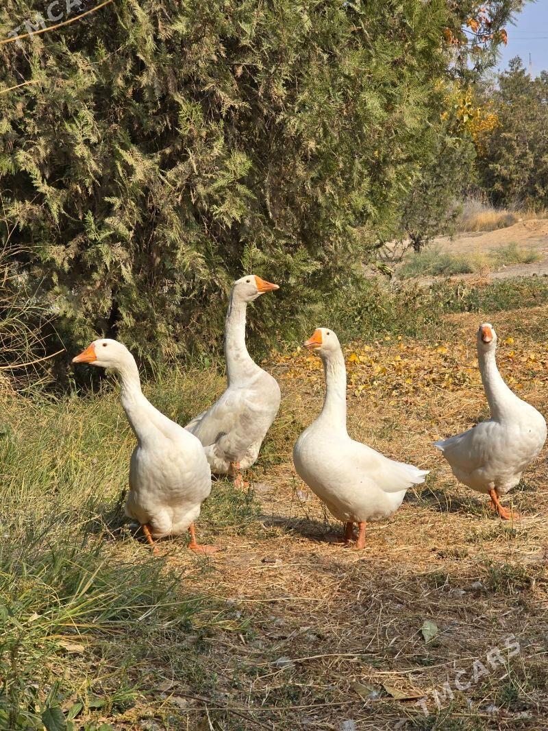 Gus - Aşgabat - img 4