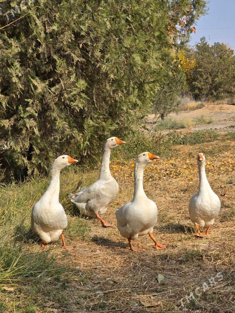 Gus - Aşgabat - img 2