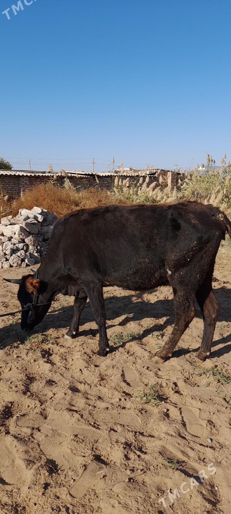 Bogaz sygyr - Babadaýhan - img 1