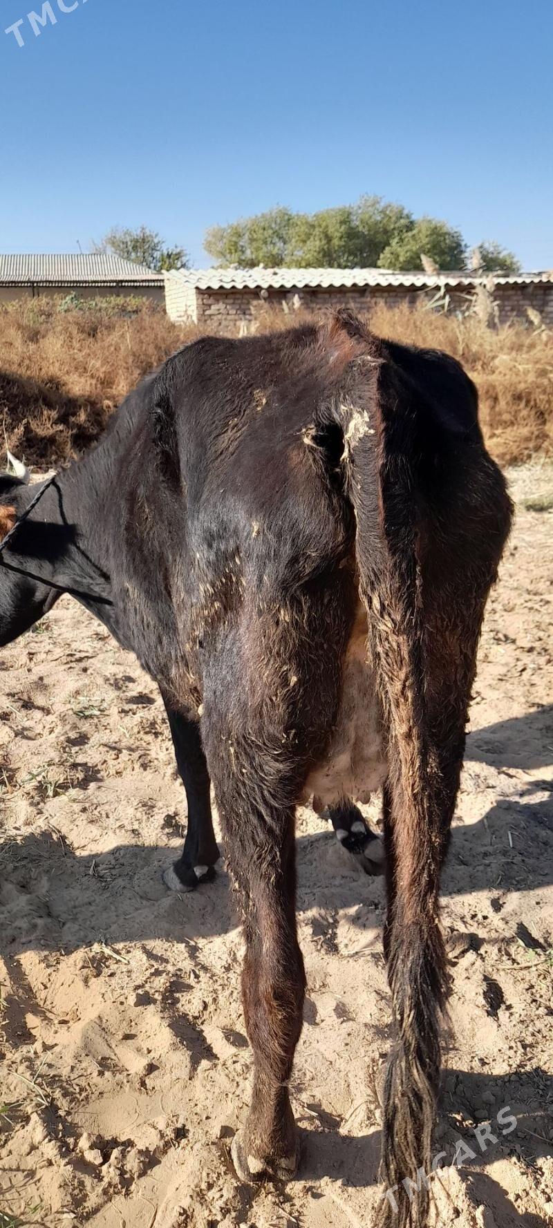 Bogaz sygyr - Babadaýhan - img 2