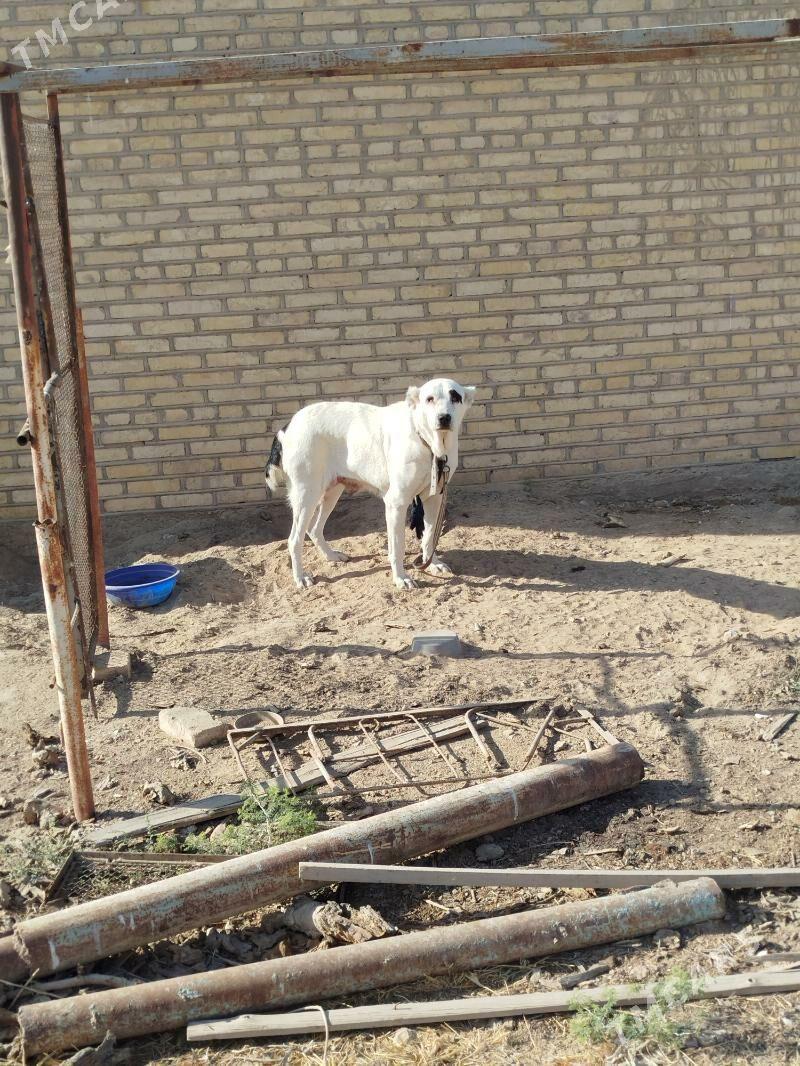 Türkmen itler - Мургап - img 3