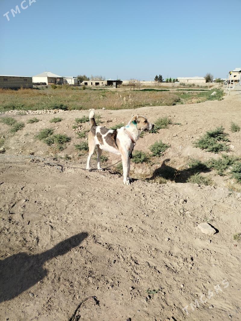 Türkmen itler - Мургап - img 2