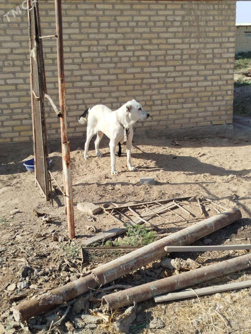 Türkmen itler - Мургап - img 4