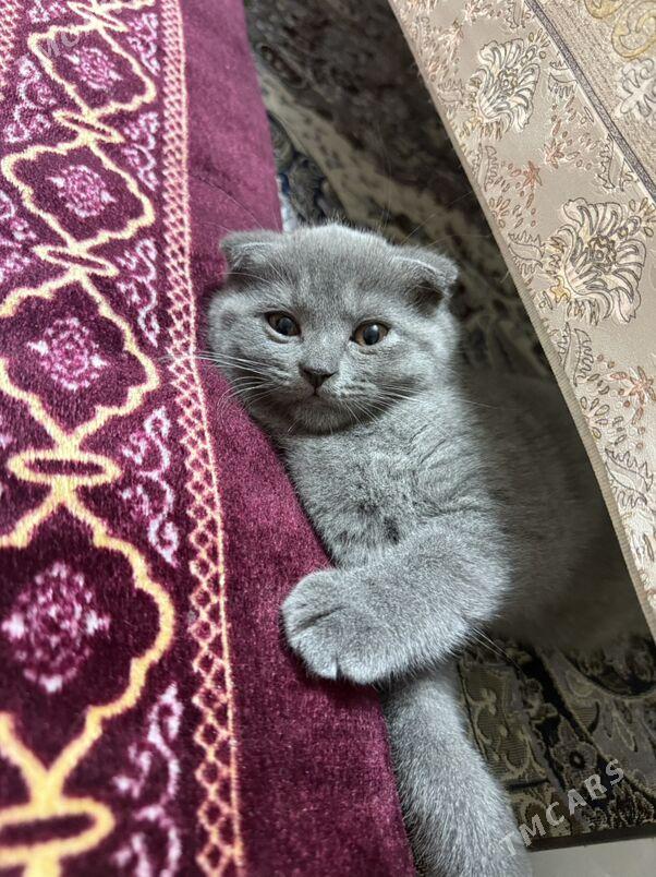 pişik - Büzmeýin GRES - img 4