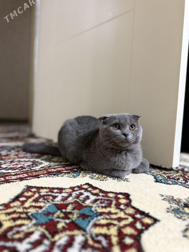 pişik - Büzmeýin GRES - img 2