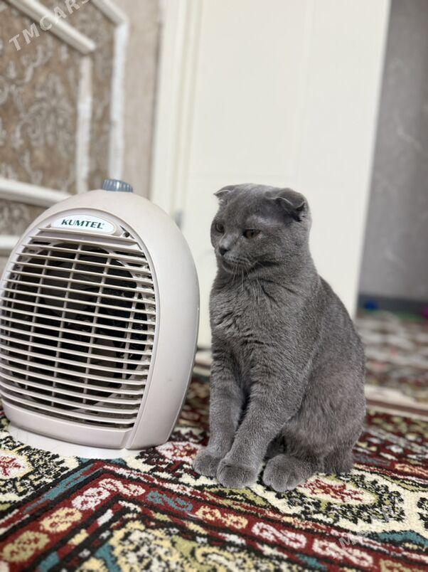 pişik - Büzmeýin GRES - img 1