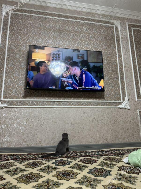 pişik - Büzmeýin GRES - img 3