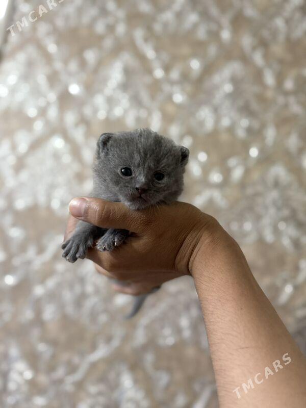 pişik - Büzmeýin GRES - img 5