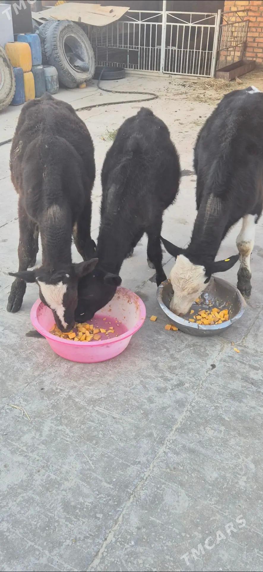 okuzce galisdeyin - Bäherden - img 5