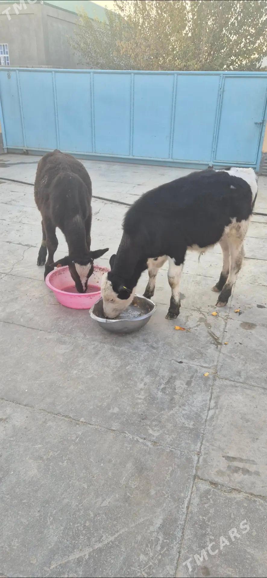 okuzce galisdeyin - Bäherden - img 4