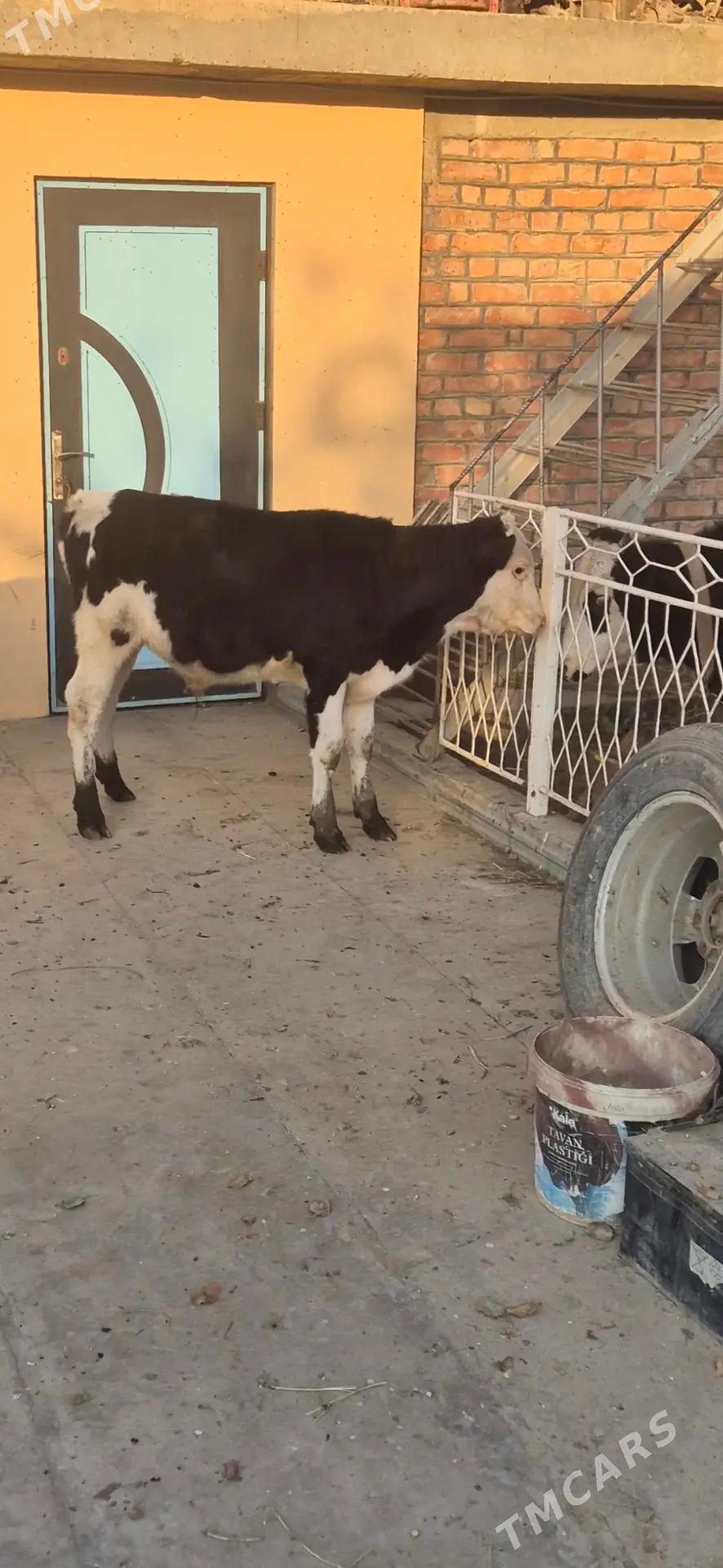 okuzce galisdeyin - Bäherden - img 1