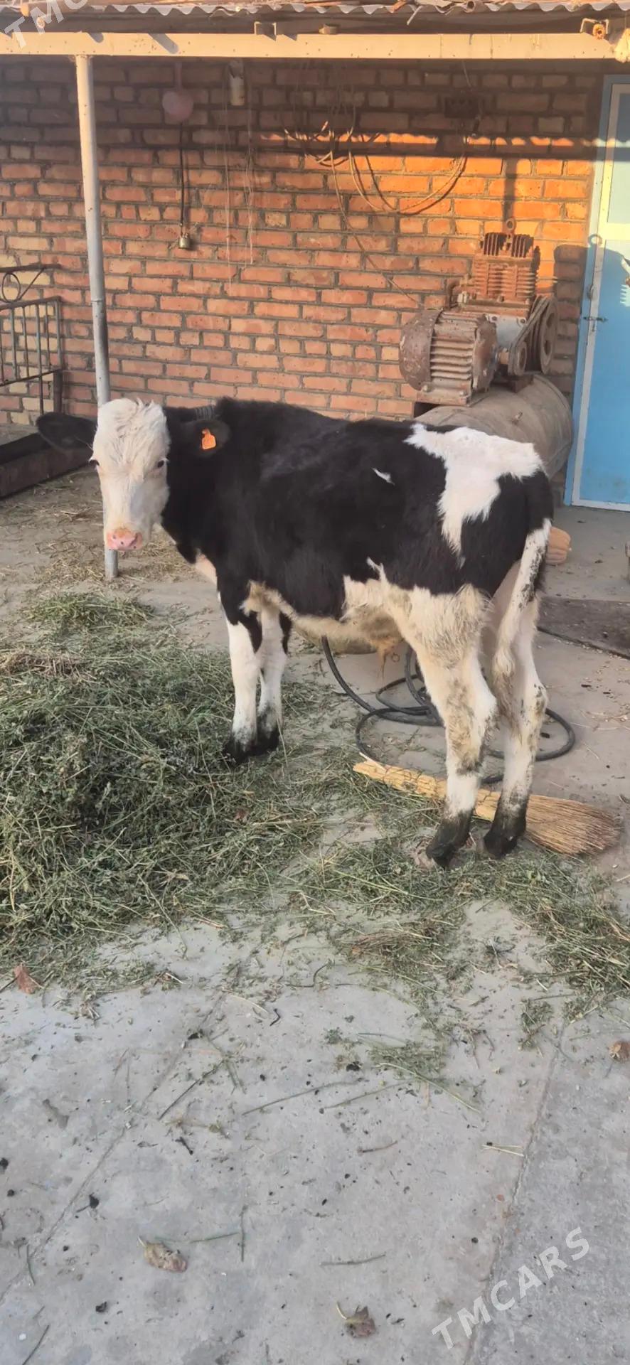 okuzce galisdeyin - Bäherden - img 3