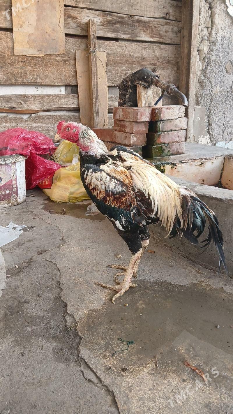 taskent - Хитровка - img 2