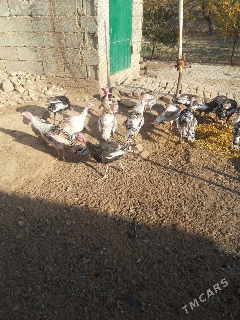 induk - Кака - img 3