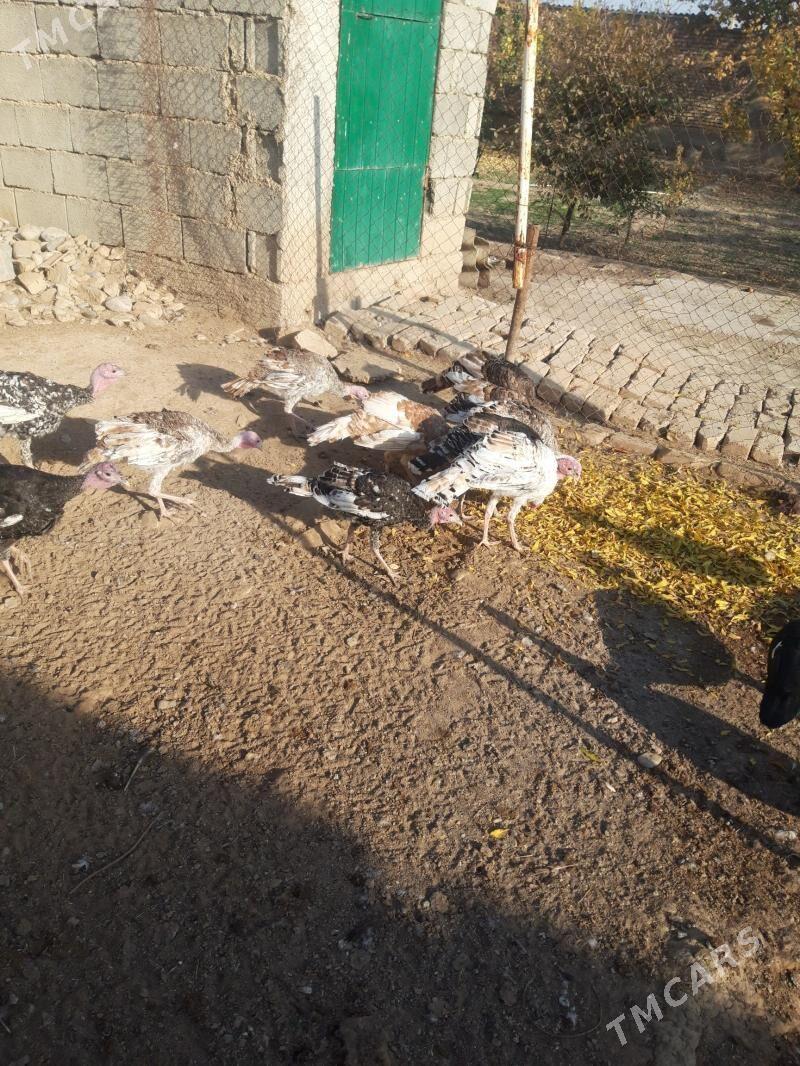 induk - Кака - img 1