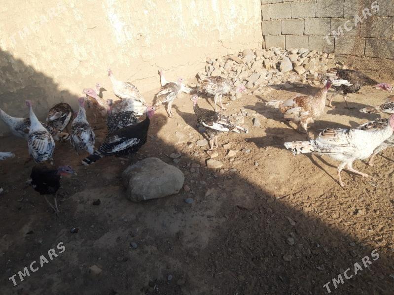 induk - Кака - img 2