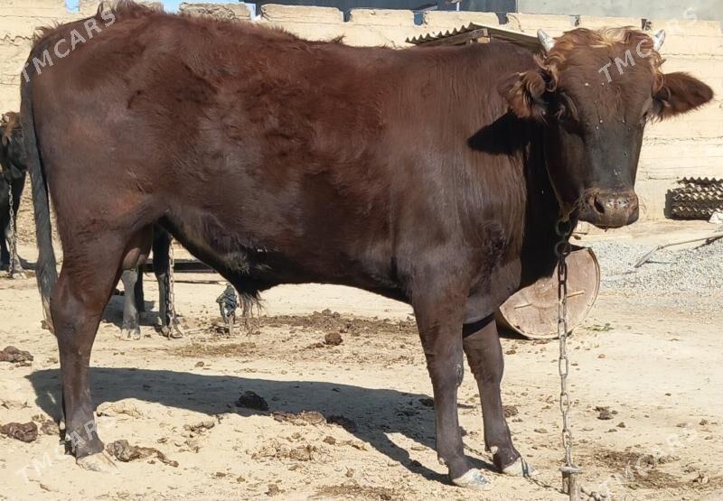 okuz - Анев - img 2