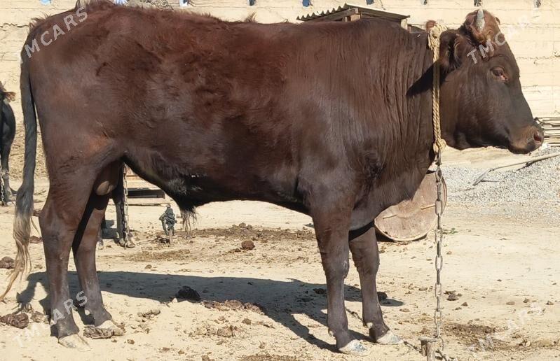 okuz - Анев - img 1