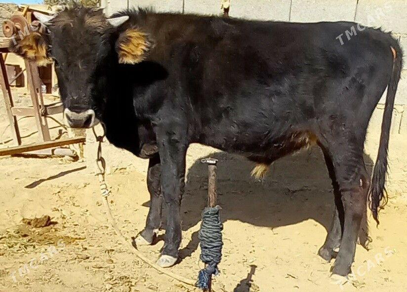 okuz - Анев - img 8